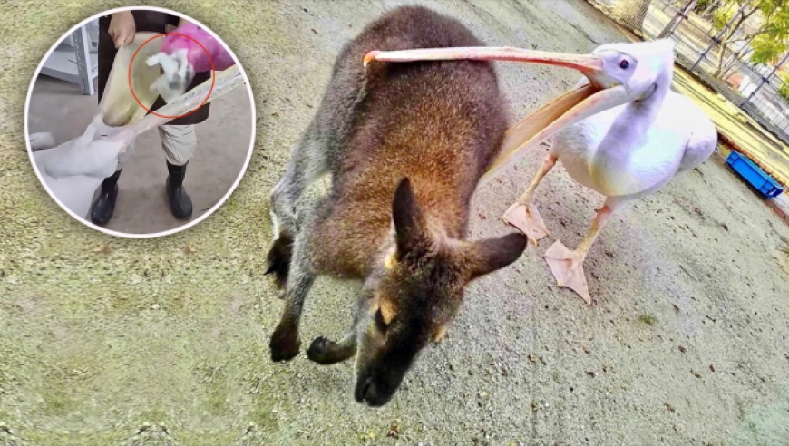 新澳门管家婆四肖四码精准,老爷爷给了小流浪猫一个家,机构预测与落实方法揭秘_iosV11.83